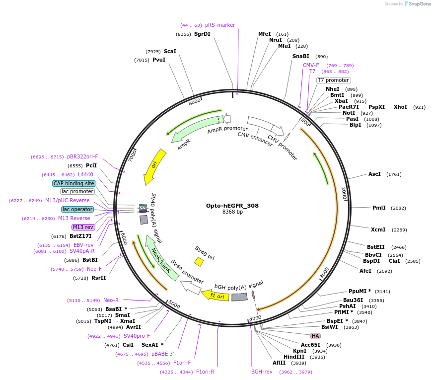 58746-plasmid-map-sequence-id-90873