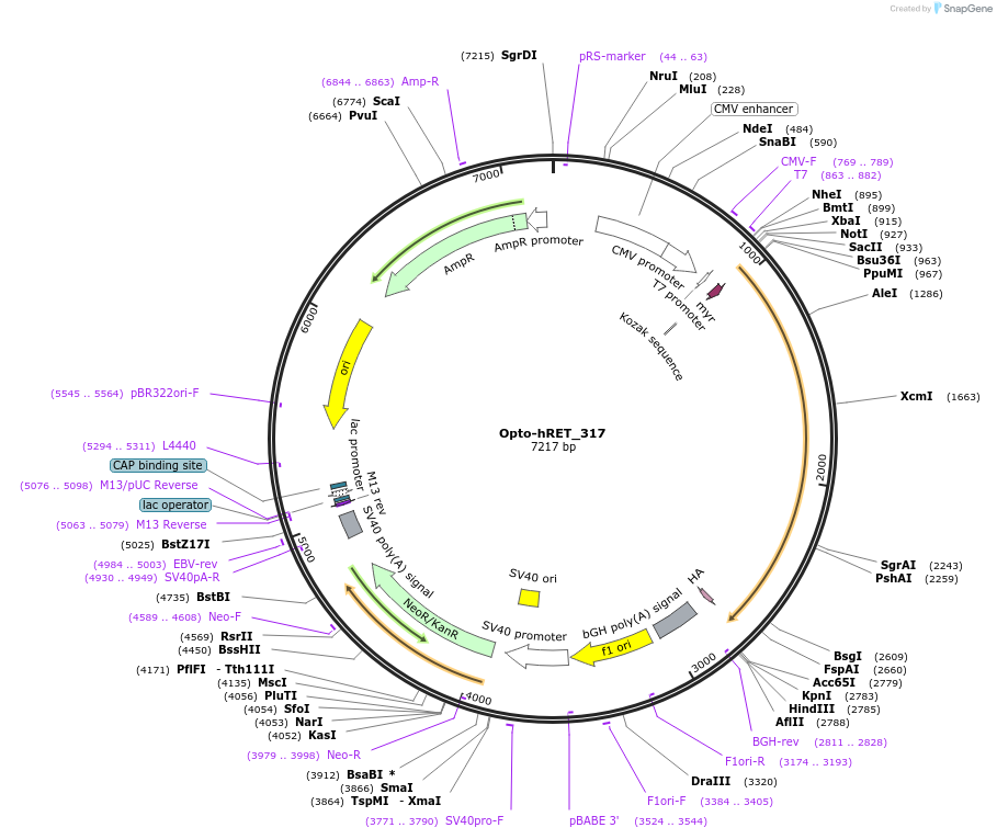 58747-plasmid-map-sequence-id-90874