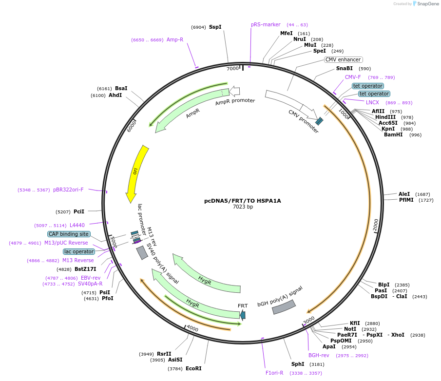 19456-plasmid-map-sequence-id-9092