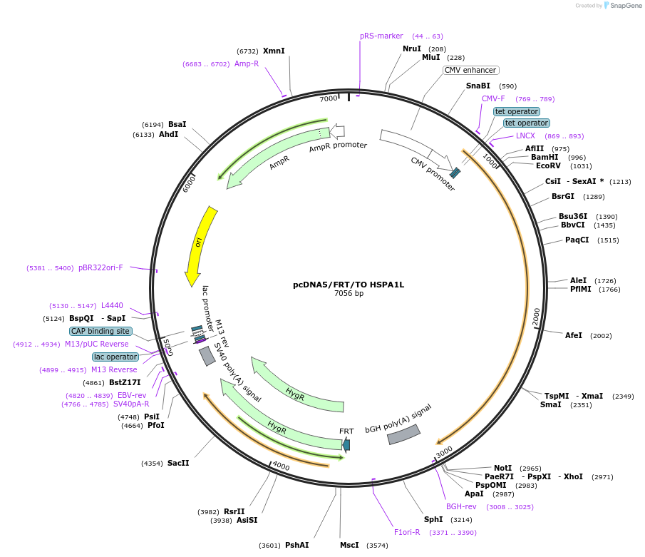 19457-plasmid-map-sequence-id-9093