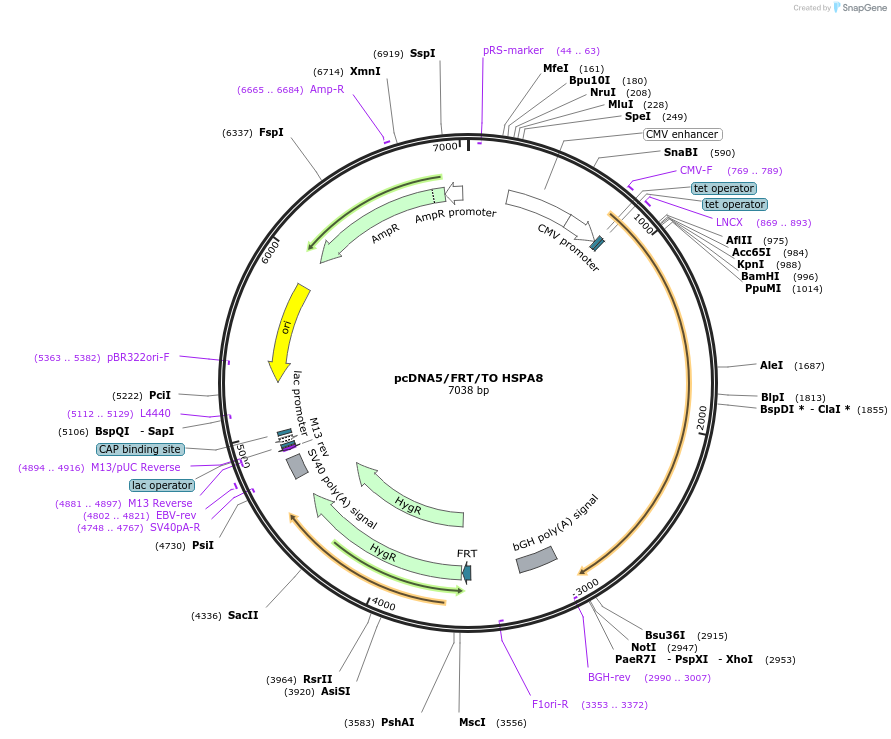 19460-plasmid-map-sequence-id-9096
