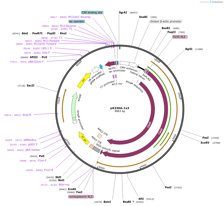 58767-plasmid-map-sequence-id-91069