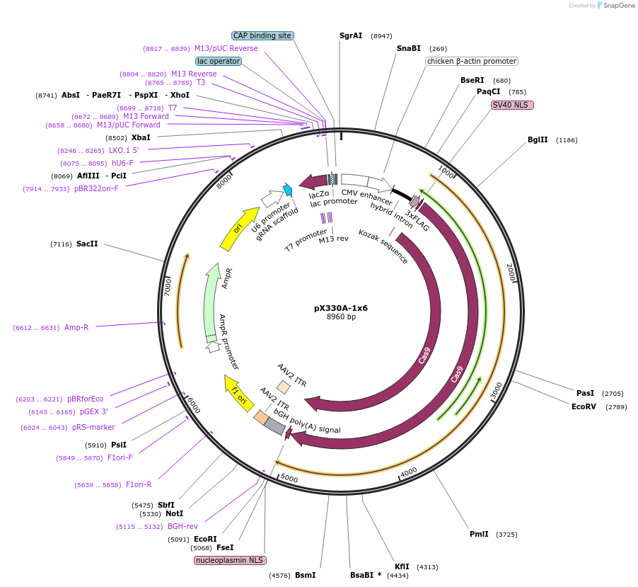 58770-plasmid-map-sequence-id-91072