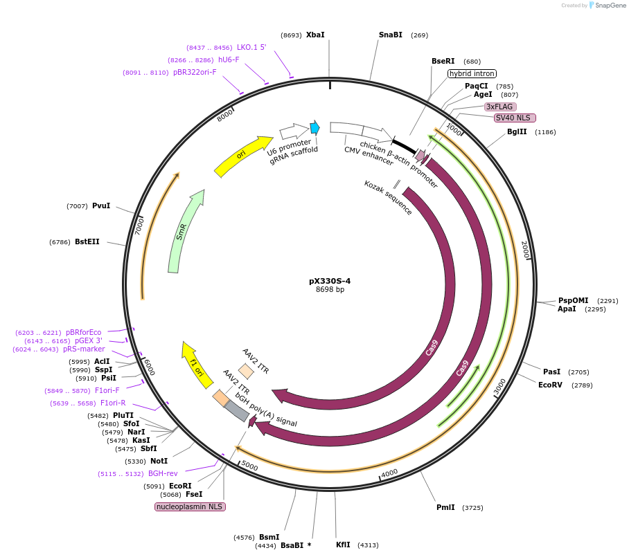 58780-plasmid-map-sequence-id-91076
