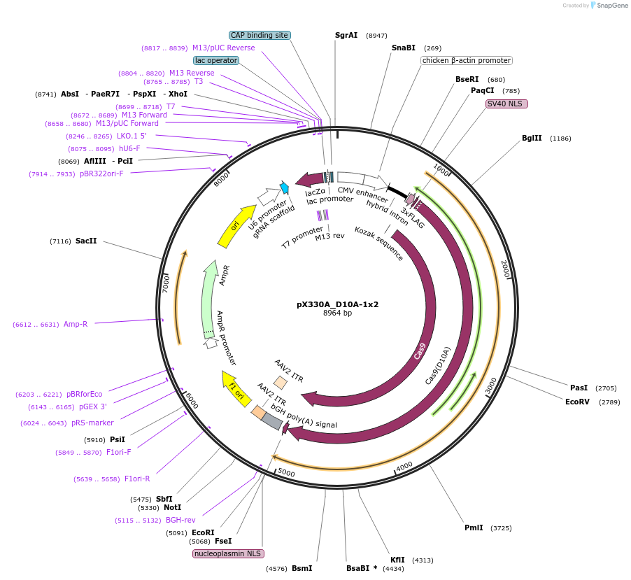 58772-plasmid-map-sequence-id-91082