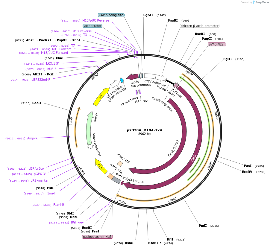 58774-plasmid-map-sequence-id-91084