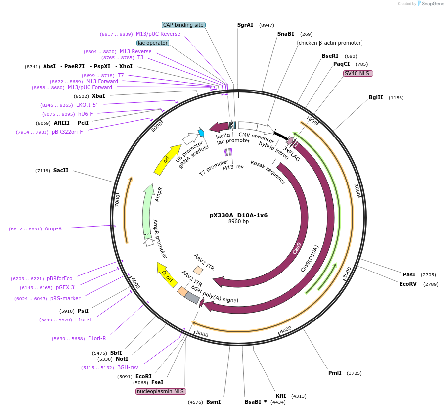 58776-plasmid-map-sequence-id-91086