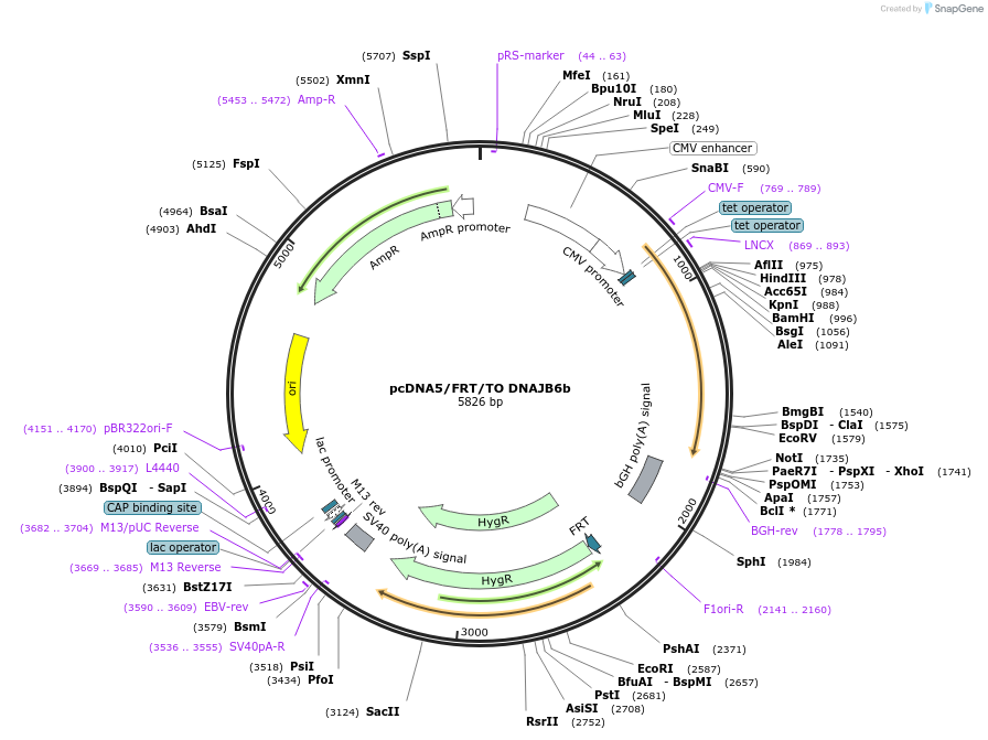 19474-plasmid-map-sequence-id-9110
