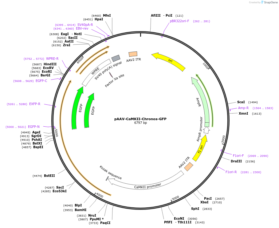 58805-plasmid-map-sequence-id-91102