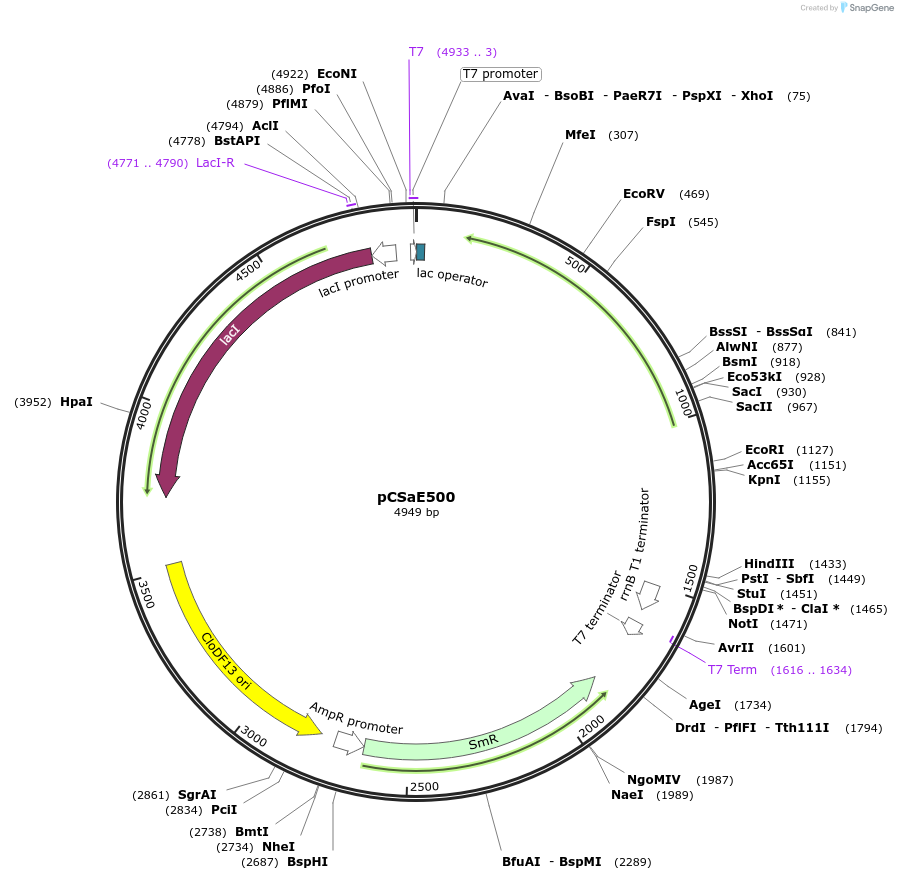 53182-plasmid-map-sequence-id-91104