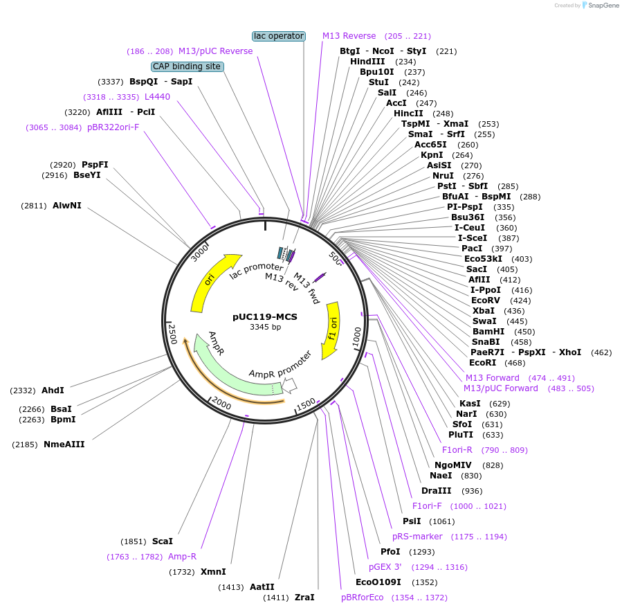 58807-plasmid-map-sequence-id-91105