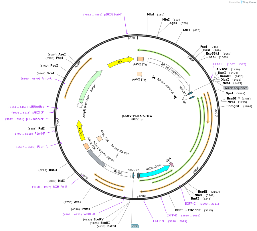 49101-plasmid-map-sequence-id-91148