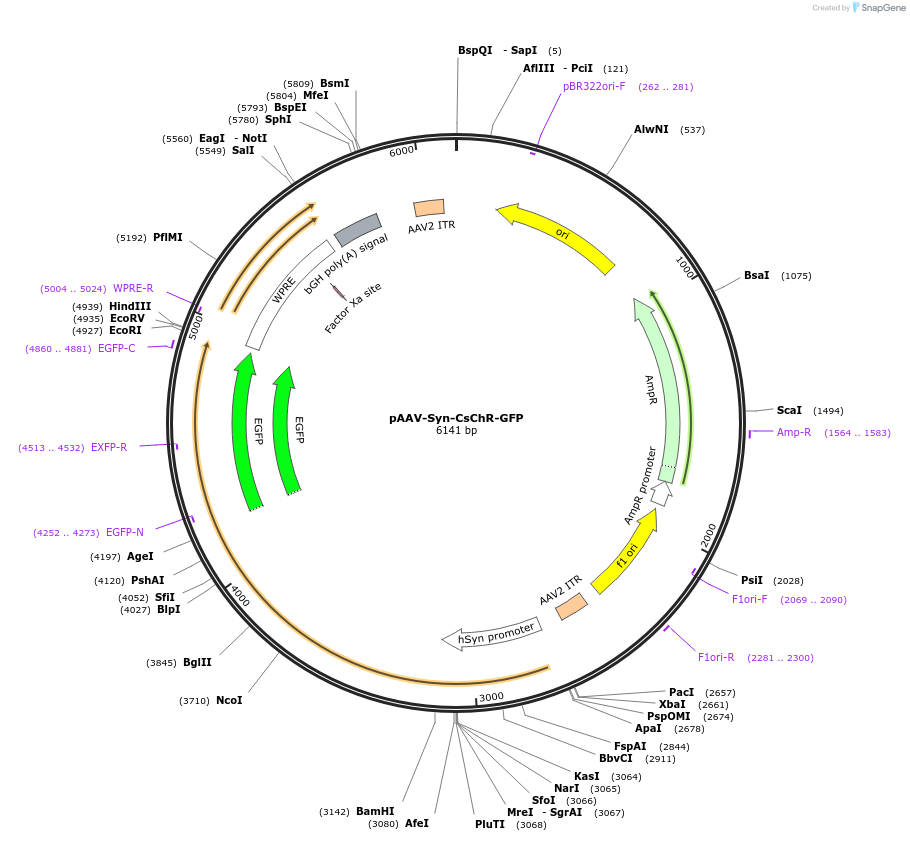 58841-plasmid-map-sequence-id-91166