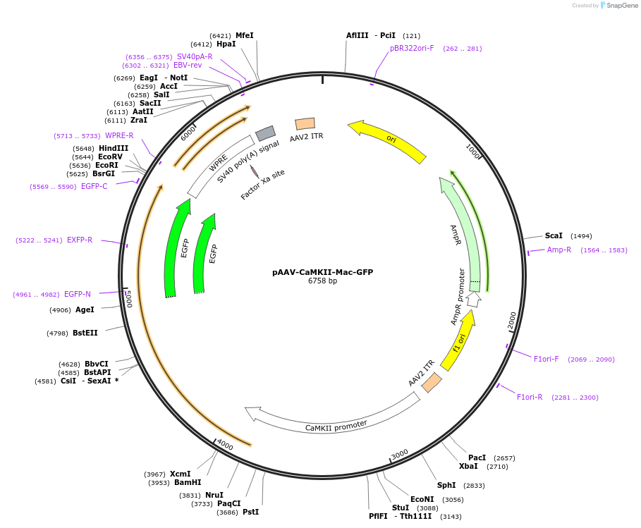 58849-plasmid-map-sequence-id-91176