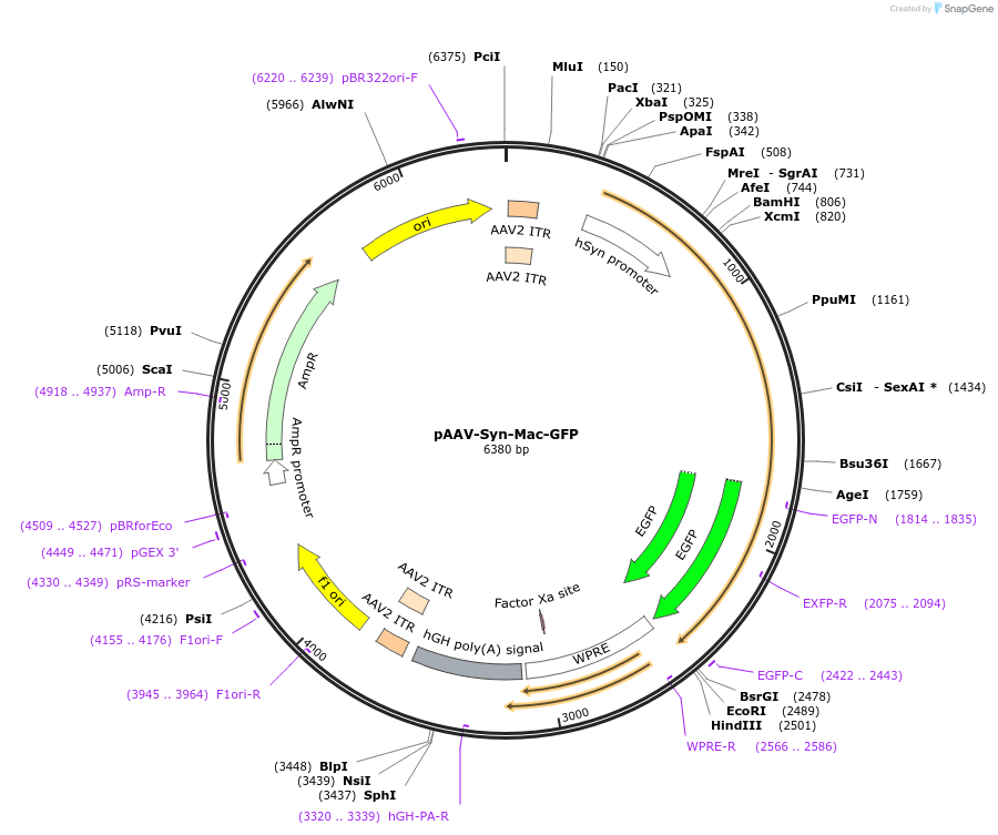 58853-plasmid-map-sequence-id-91190