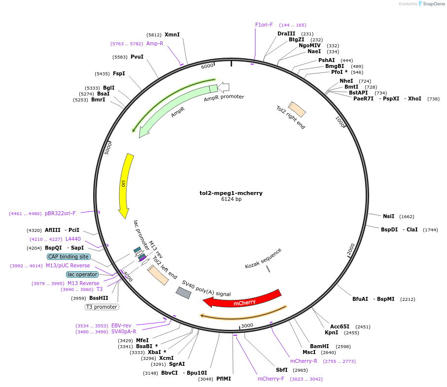 58935-plasmid-map-sequence-id-91295
