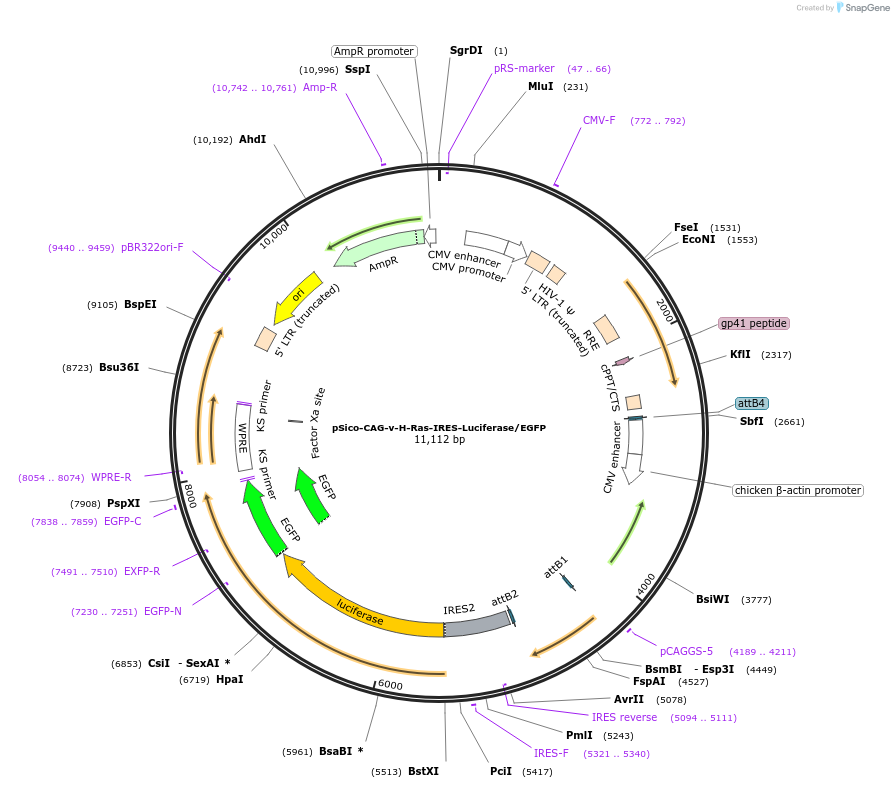 58959-plasmid-map-sequence-id-91387