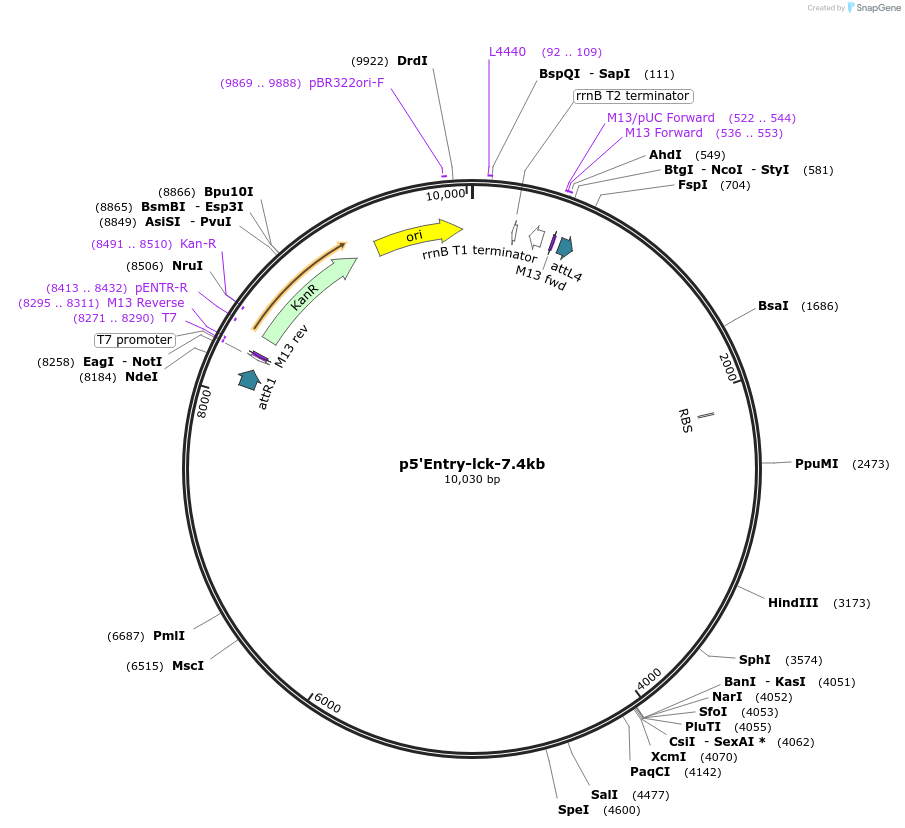 58891-plasmid-map-sequence-id-91398