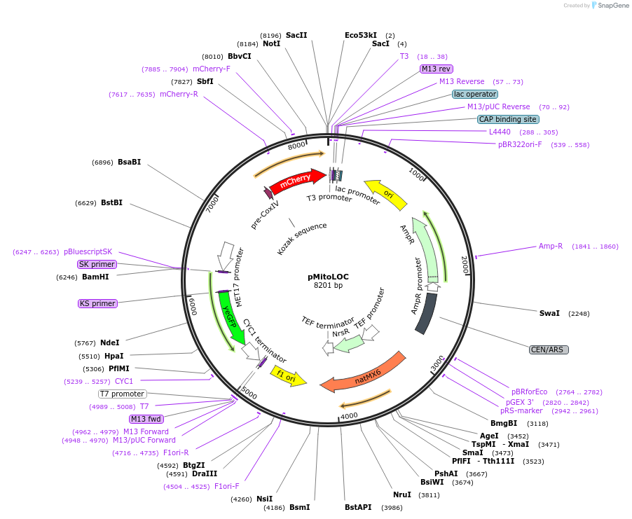 58980-plasmid-map-sequence-id-91401