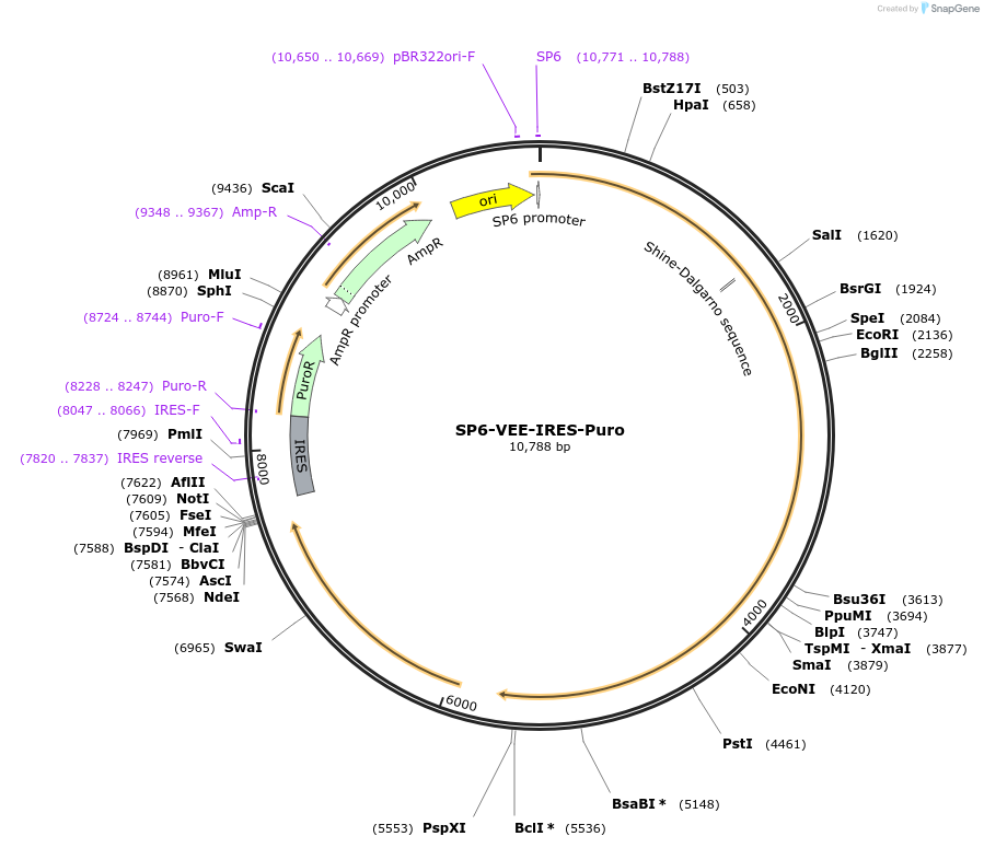 58971-plasmid-map-sequence-id-91402