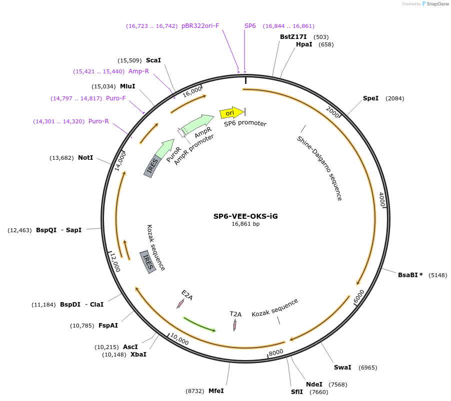 58975-plasmid-map-sequence-id-91419