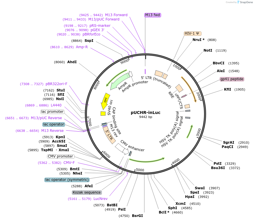 58955-plasmid-map-sequence-id-91440