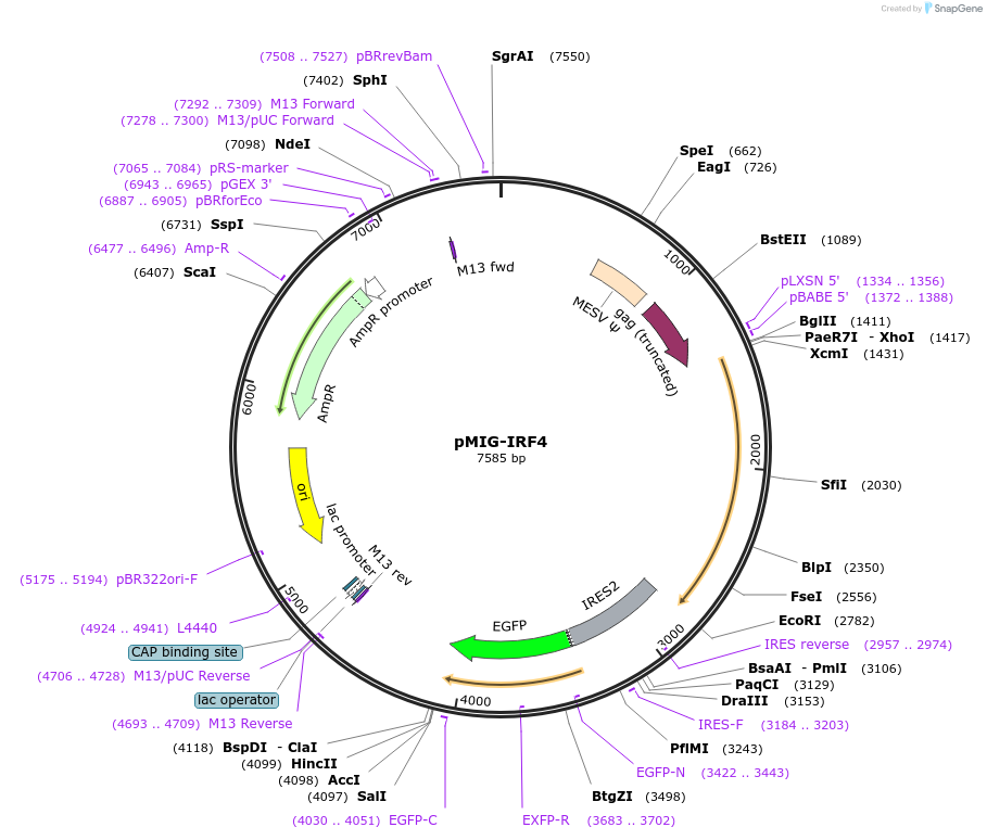 58987-plasmid-map-sequence-id-91469