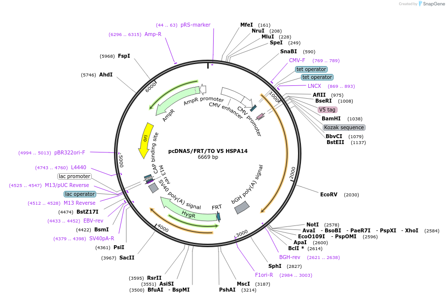 19515-plasmid-map-sequence-id-9151