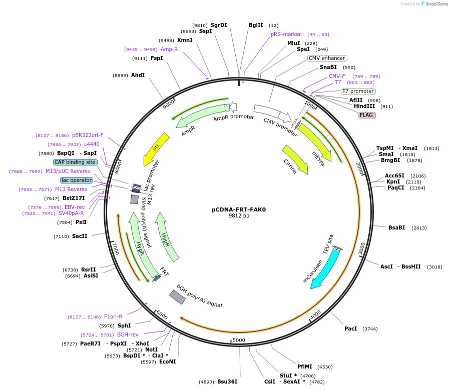 45047-plasmid-map-sequence-id-91599