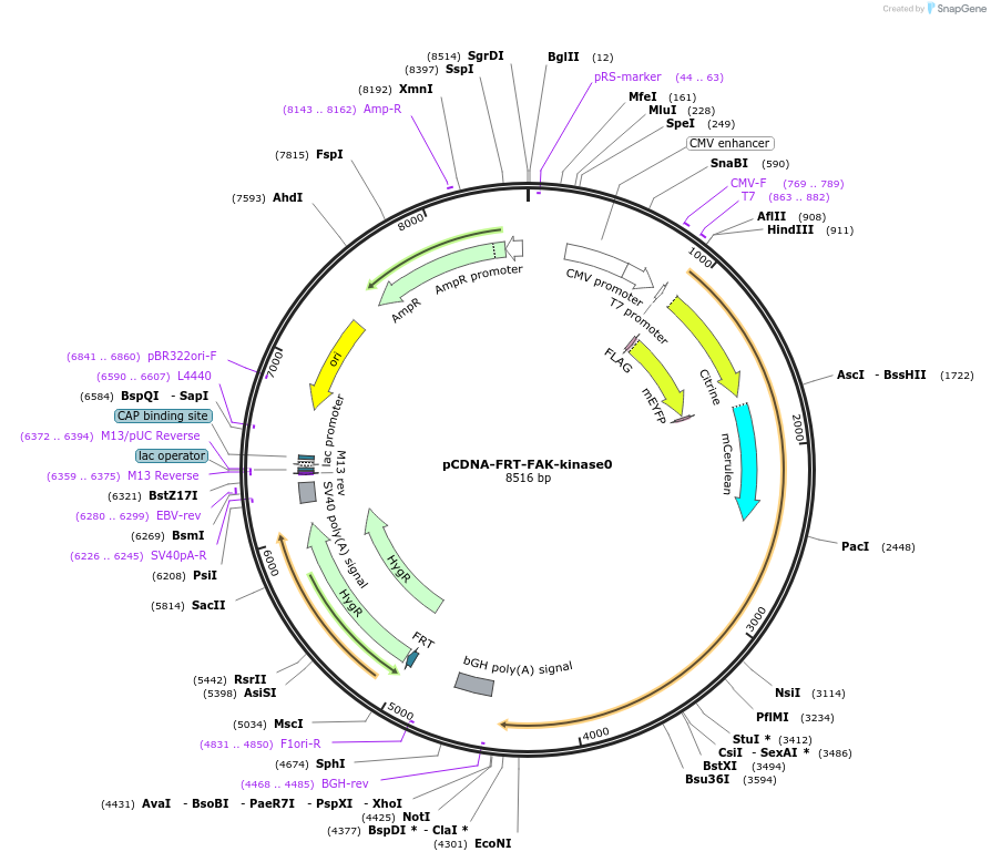 59122-plasmid-map-sequence-id-91610