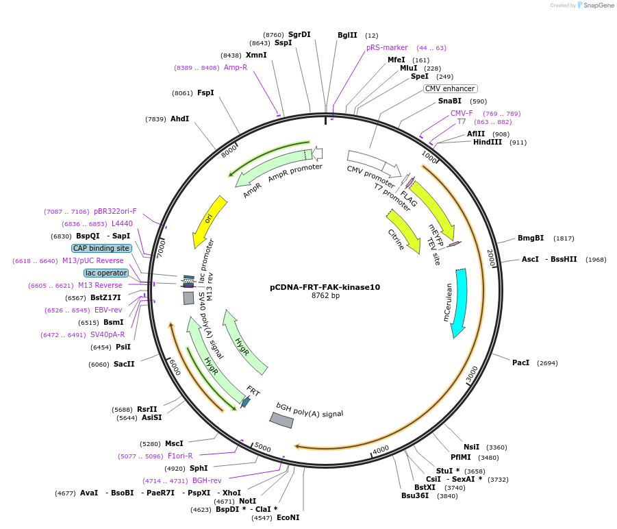 59123-plasmid-map-sequence-id-91611