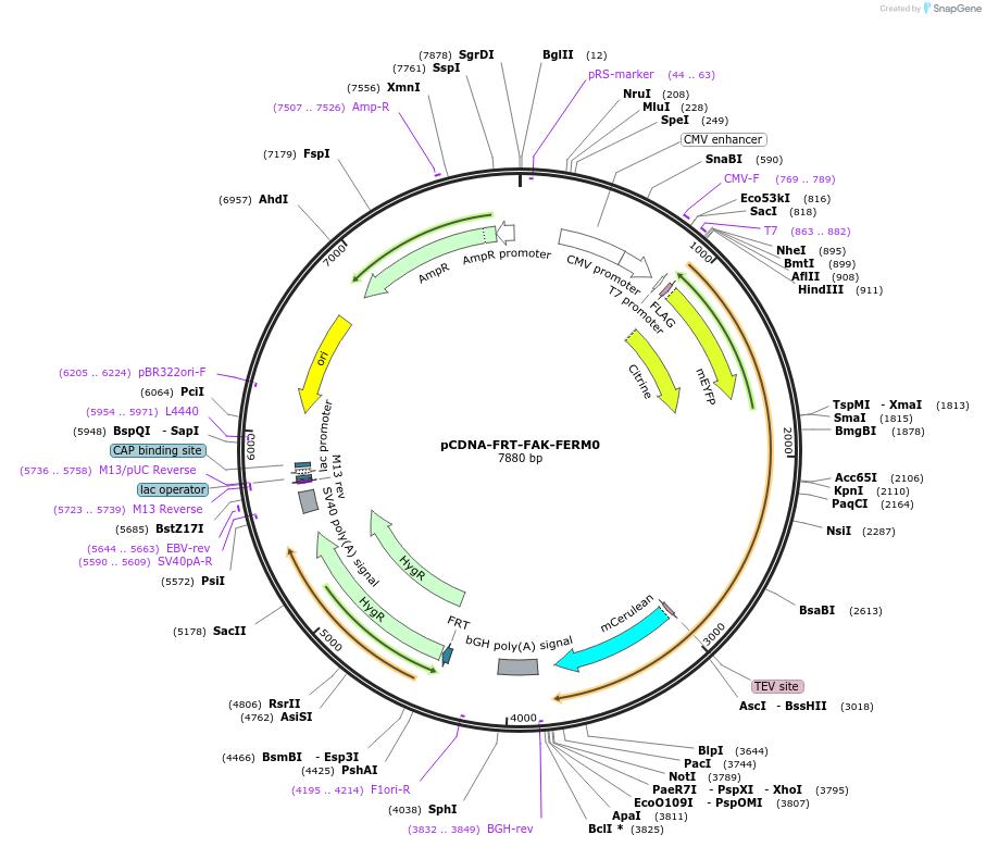 59125-plasmid-map-sequence-id-91614
