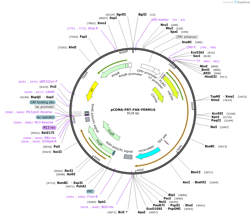 59126-plasmid-map-sequence-id-91616