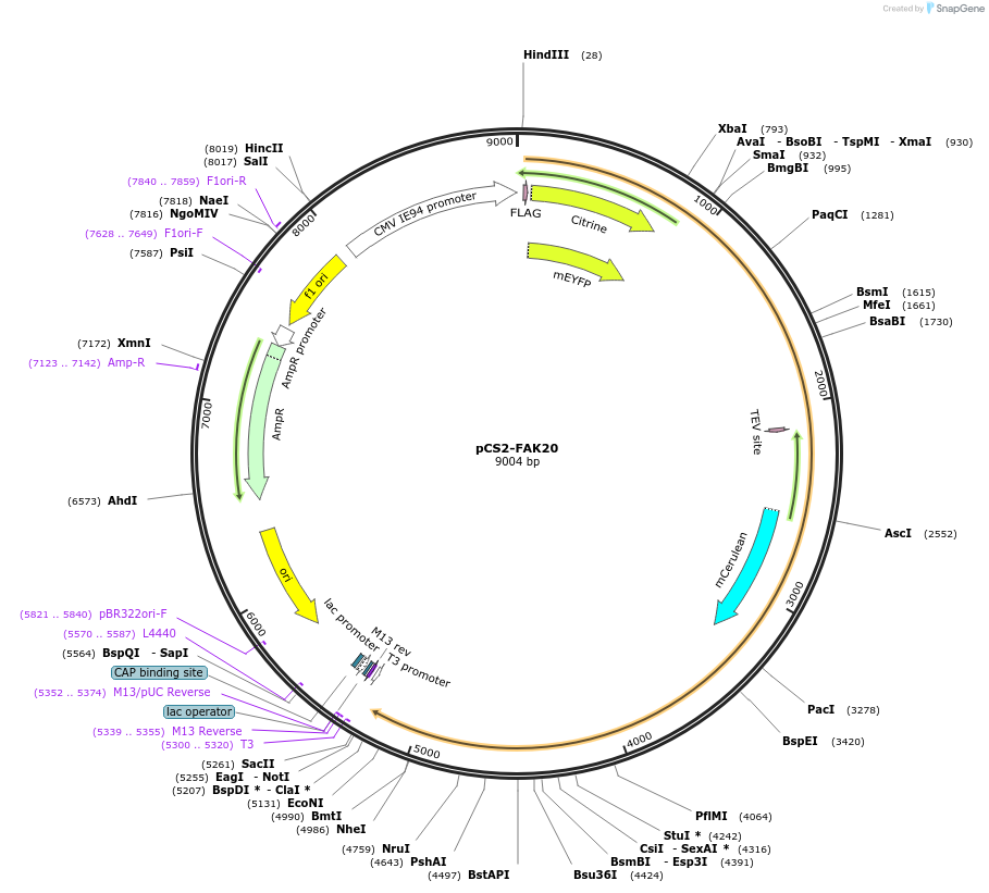 59130-plasmid-map-sequence-id-91620