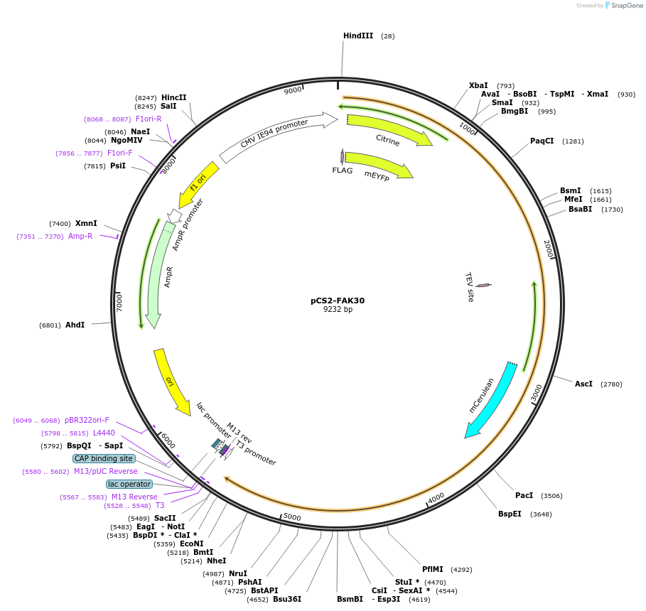 59131-plasmid-map-sequence-id-91621
