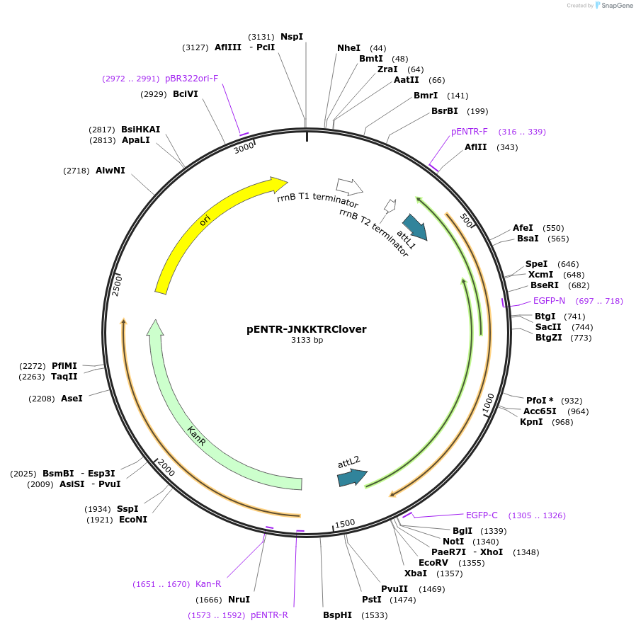 59139-plasmid-map-sequence-id-91623