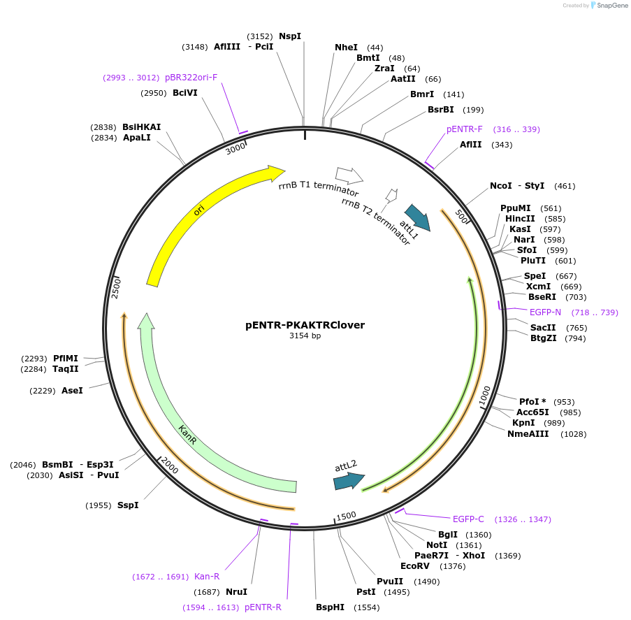 59146-plasmid-map-sequence-id-91625