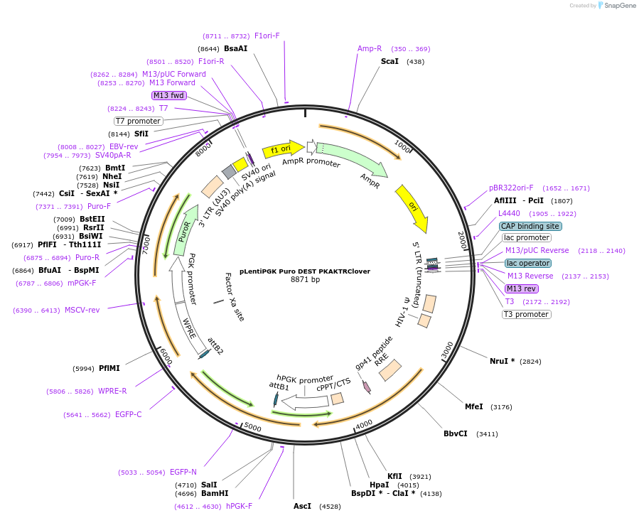 59153-plasmid-map-sequence-id-91631