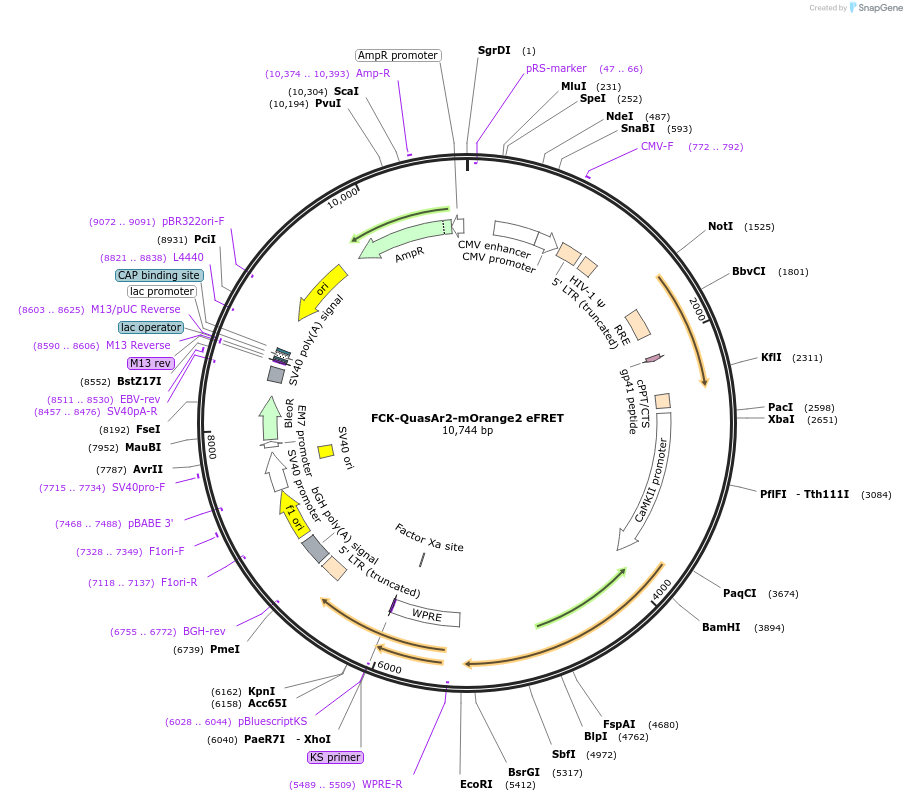 59173-plasmid-map-sequence-id-91648
