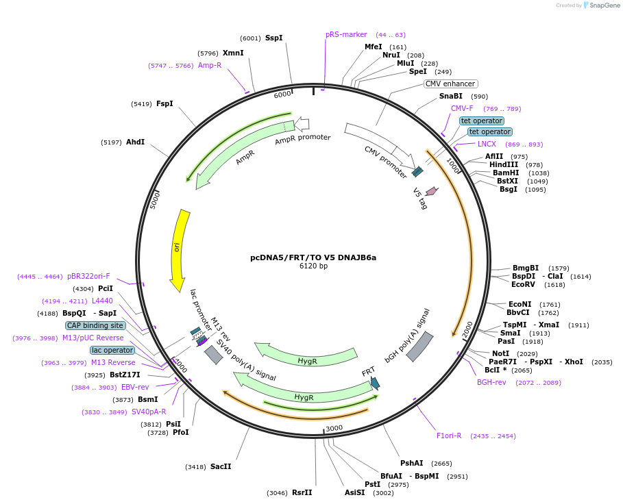 19529-plasmid-map-sequence-id-9165