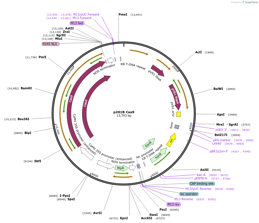59177-plasmid-map-sequence-id-91657