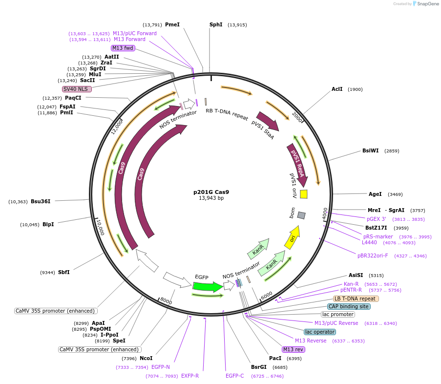 59178-plasmid-map-sequence-id-91658