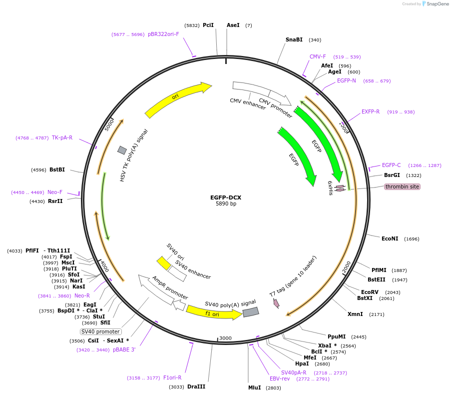 32852-plasmid-map-sequence-id-91659