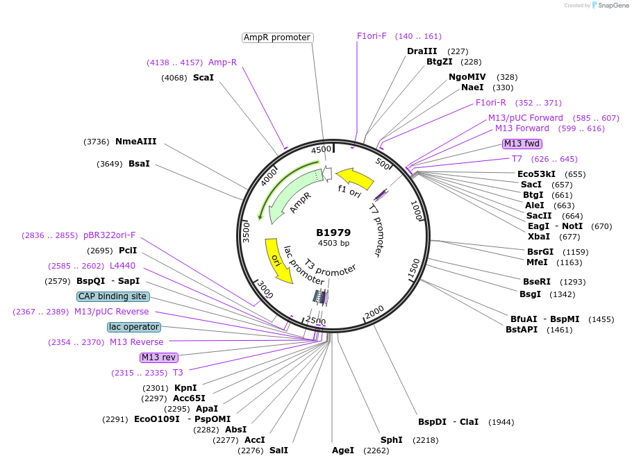 59181-plasmid-map-sequence-id-91667