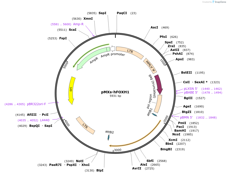 59183-plasmid-map-sequence-id-91683