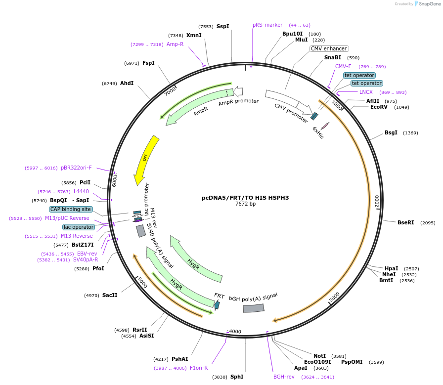19536-plasmid-map-sequence-id-9172