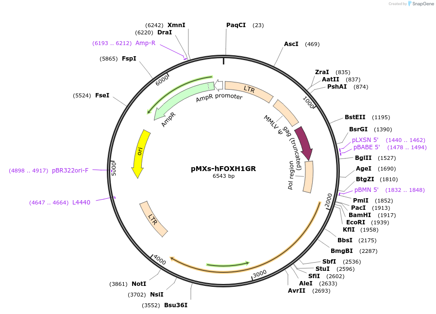 59311-plasmid-map-sequence-id-91974