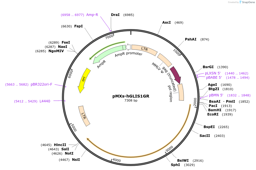 59312-plasmid-map-sequence-id-91977