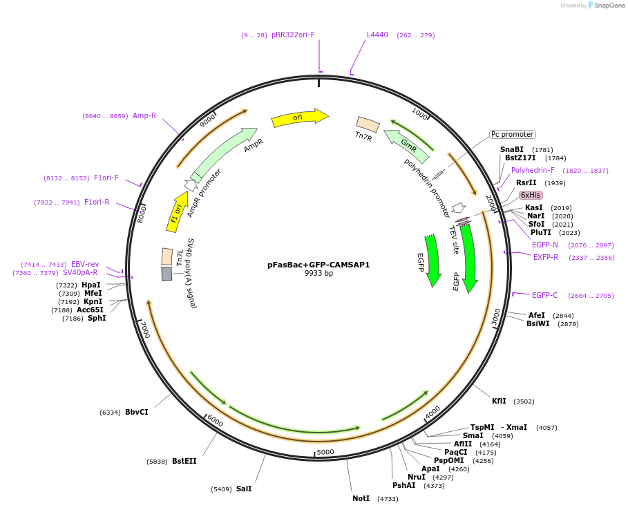 59036-plasmid-map-sequence-id-91998