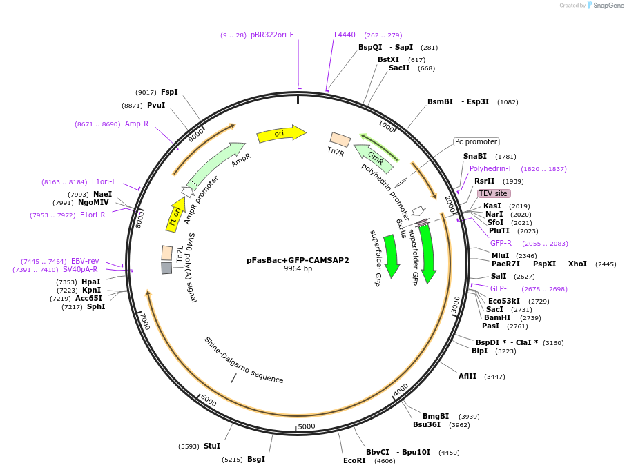 59037-plasmid-map-sequence-id-91999